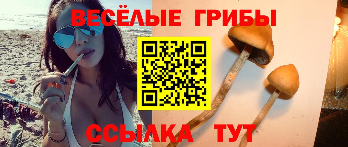 Галлюциногенные грибы Psilocybine cubensis Выборг